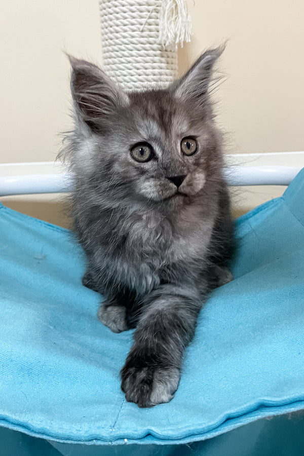Faust | Maine Coon Kitten