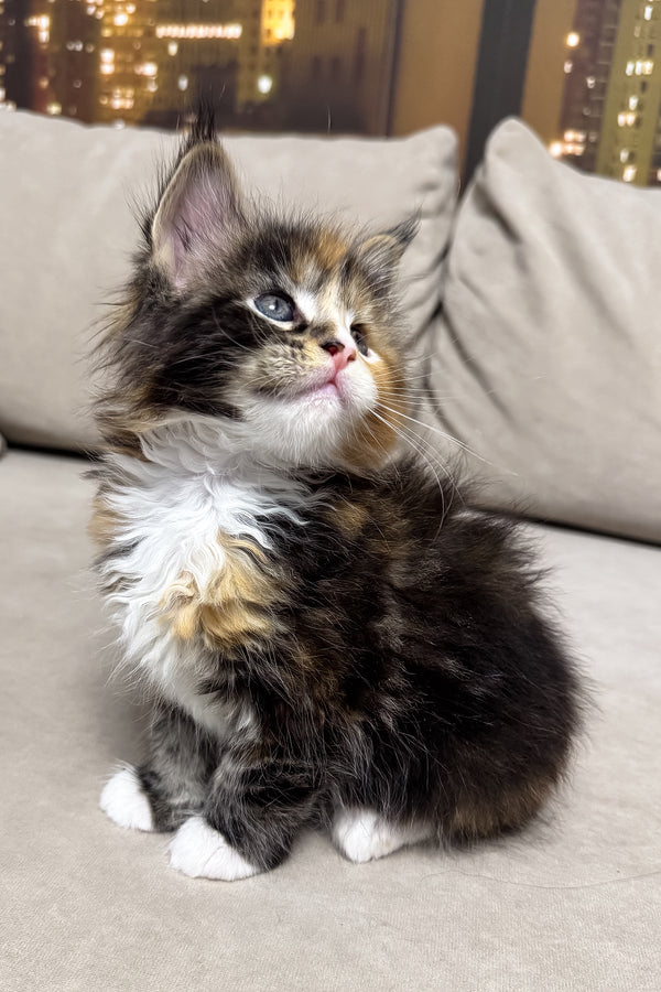 Hayley | Maine Coon Kitten