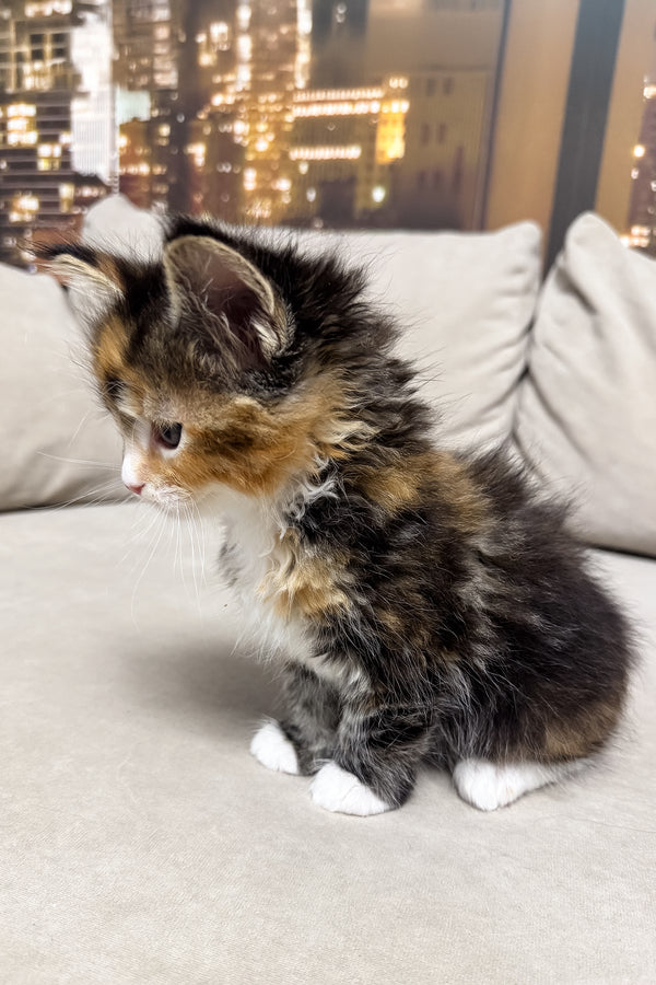Hayley | Maine Coon Kitten