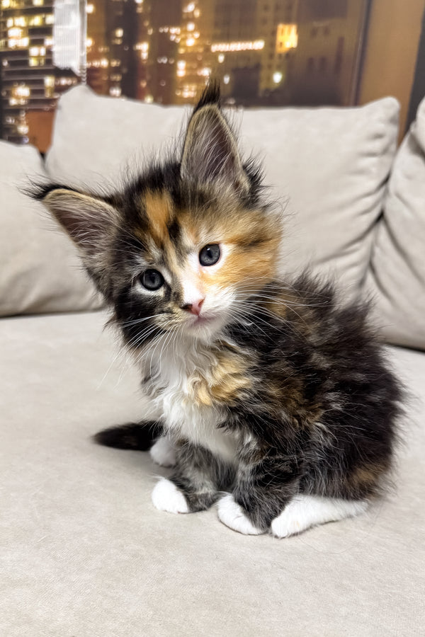 Hayley | Maine Coon Kitten