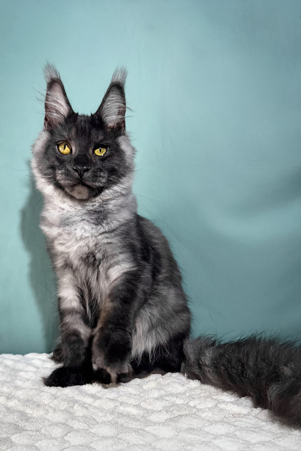 Impuls | Maine Coon Kitten