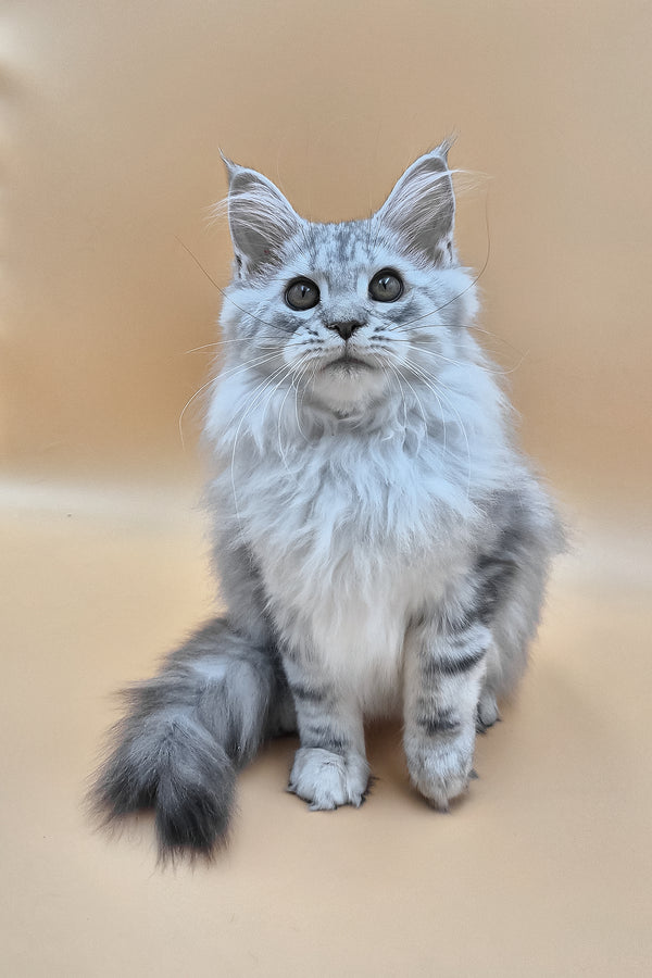 Indi | Maine Coon Kitten