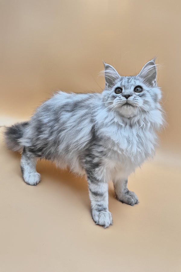 Indi | Maine Coon Kitten