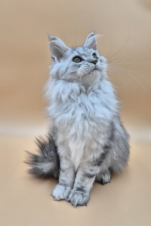 Indi | Maine Coon Kitten