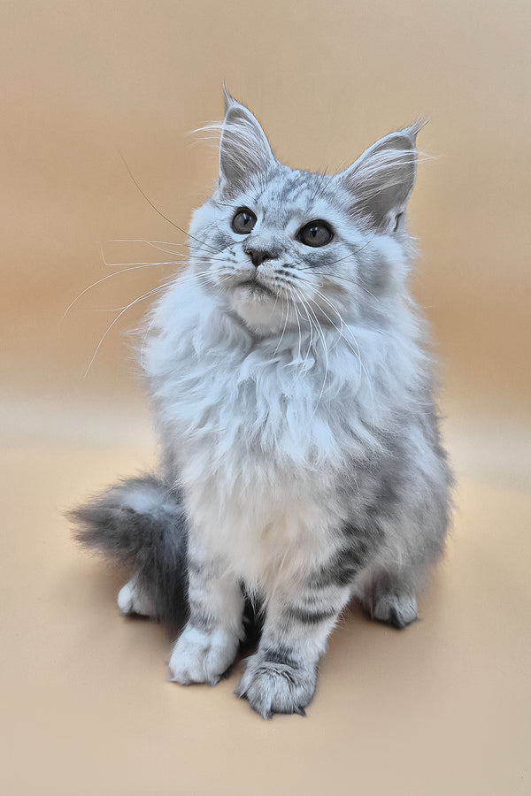 Indi | Maine Coon Kitten