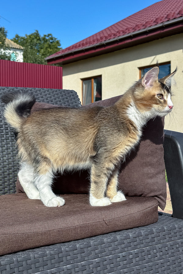 Ivory | Golden Maine Coon Kitten