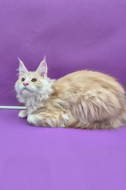 Jaguar | Maine Coon Kitten