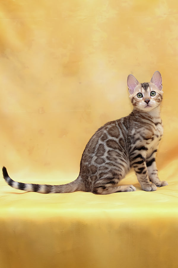 Malina | Bengal Kitten
