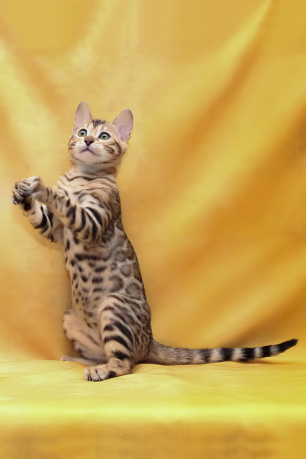 Malina | Bengal Kitten