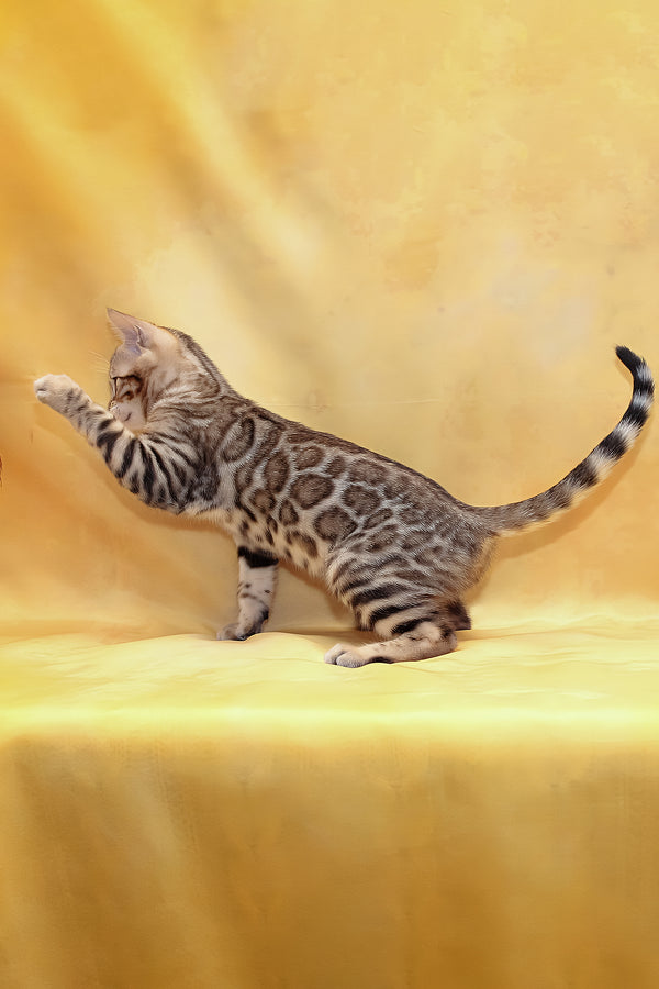 Malina | Bengal Kitten