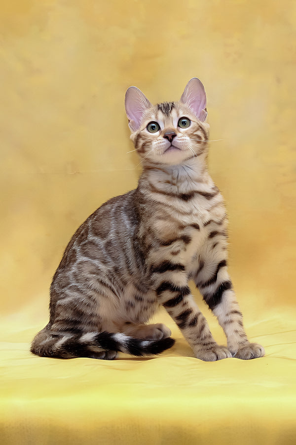 Malina | Bengal Kitten