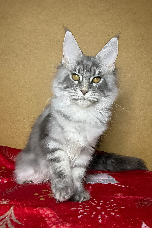 Michelle | Maine Coon Kitten