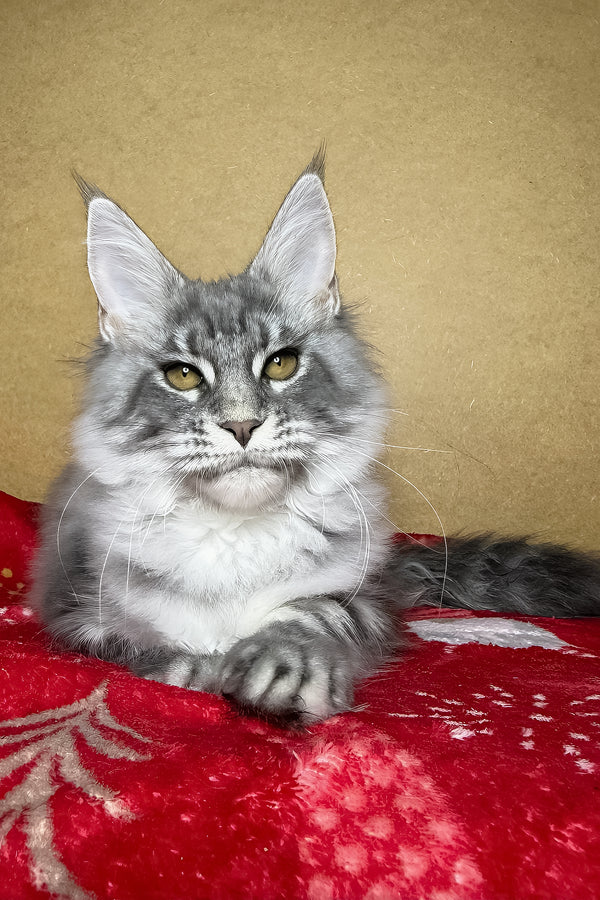 Michelle | Maine Coon Kitten