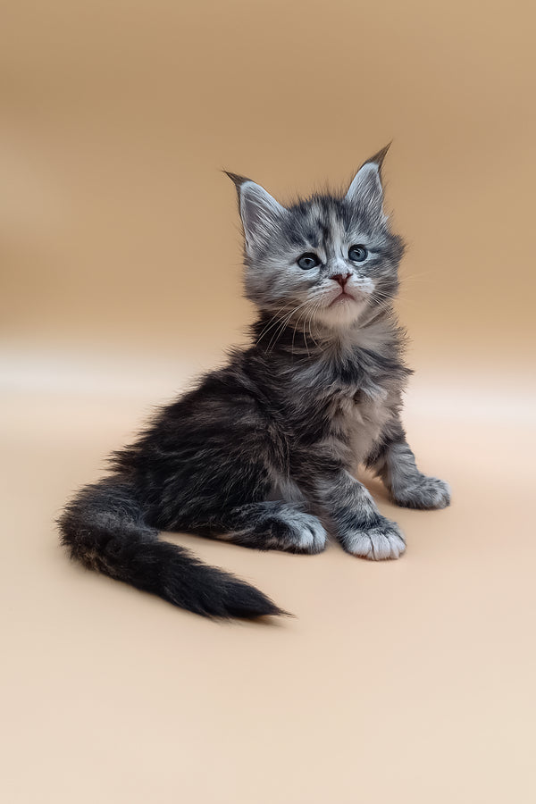 Nastya | Maine Coon Kitten