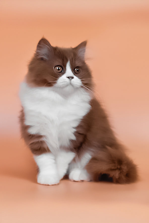 Nika | British Longhair Kitten