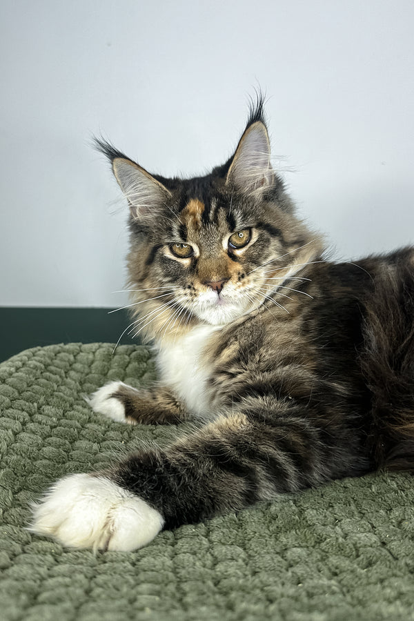 Opra | Maine Coon Kitten