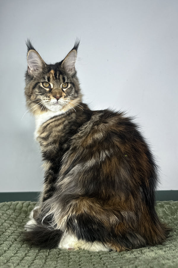 Opra | Maine Coon Kitten