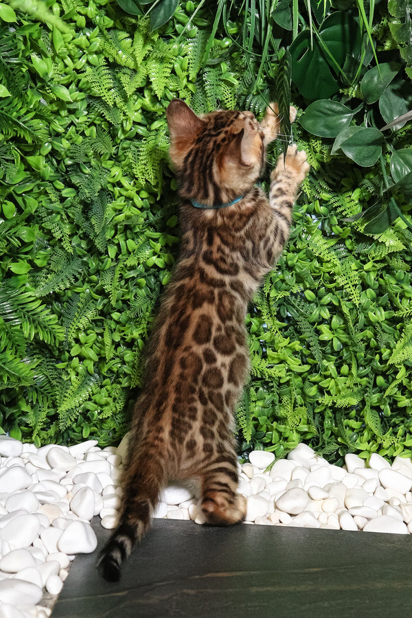 Sabina | Bengal Kitten