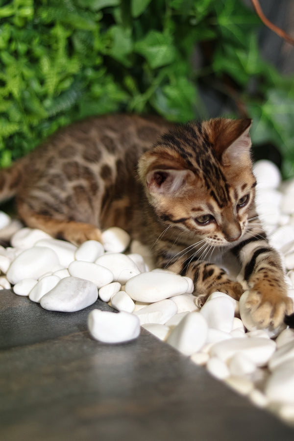 Sabina | Bengal Kitten