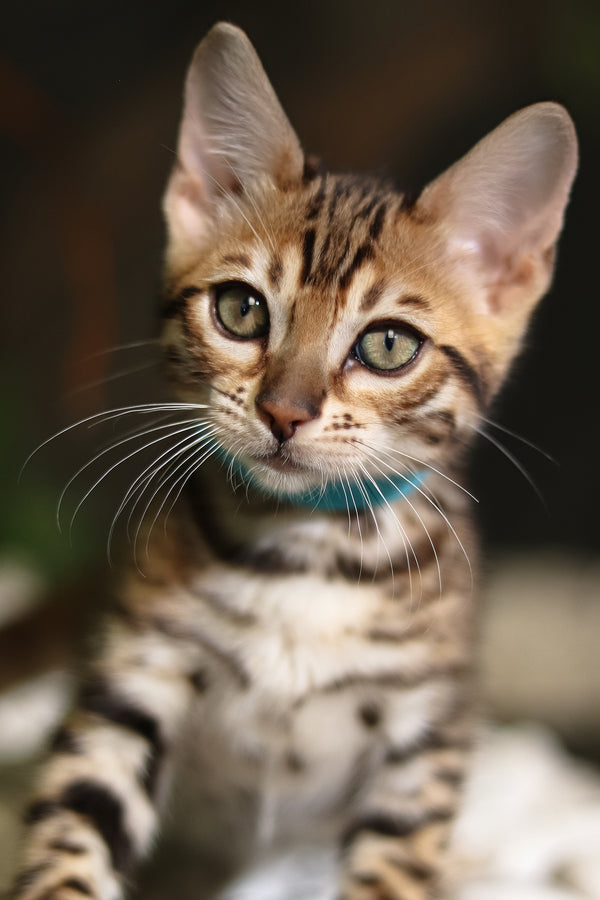 Sabina | Bengal Kitten