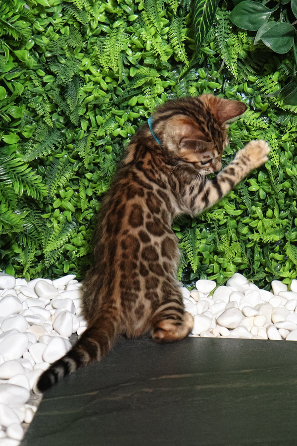 Sabina | Bengal Kitten