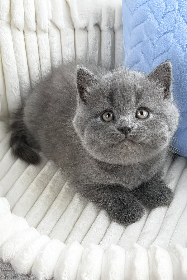 Yahoo | British Shorthair Kitten