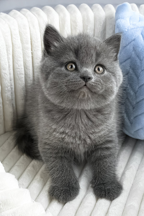 Yahoo | British Shorthair Kitten