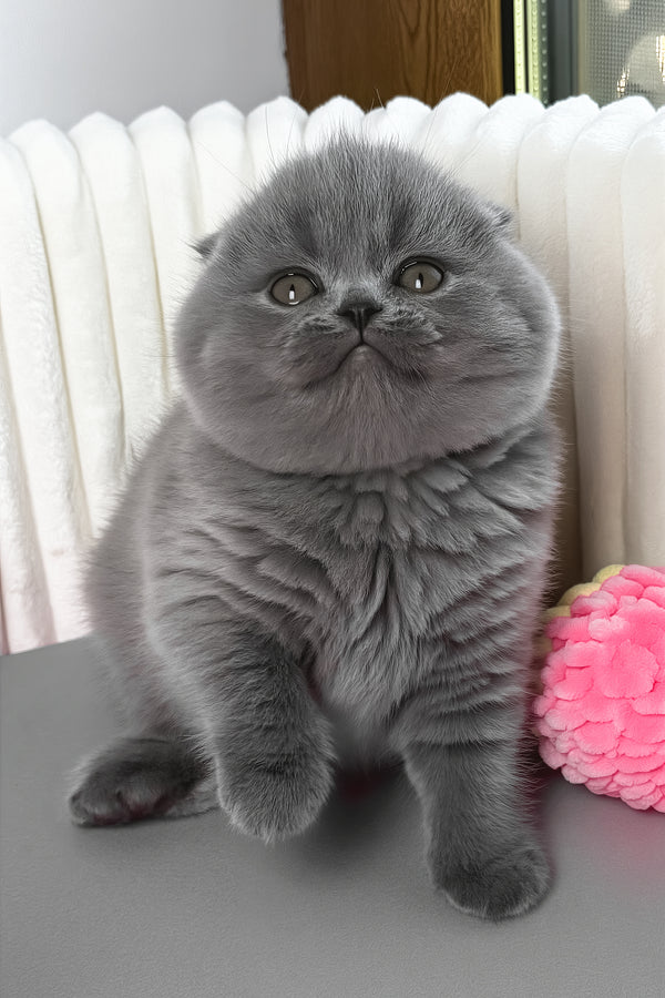 Zabava | Scottish Fold Kitten