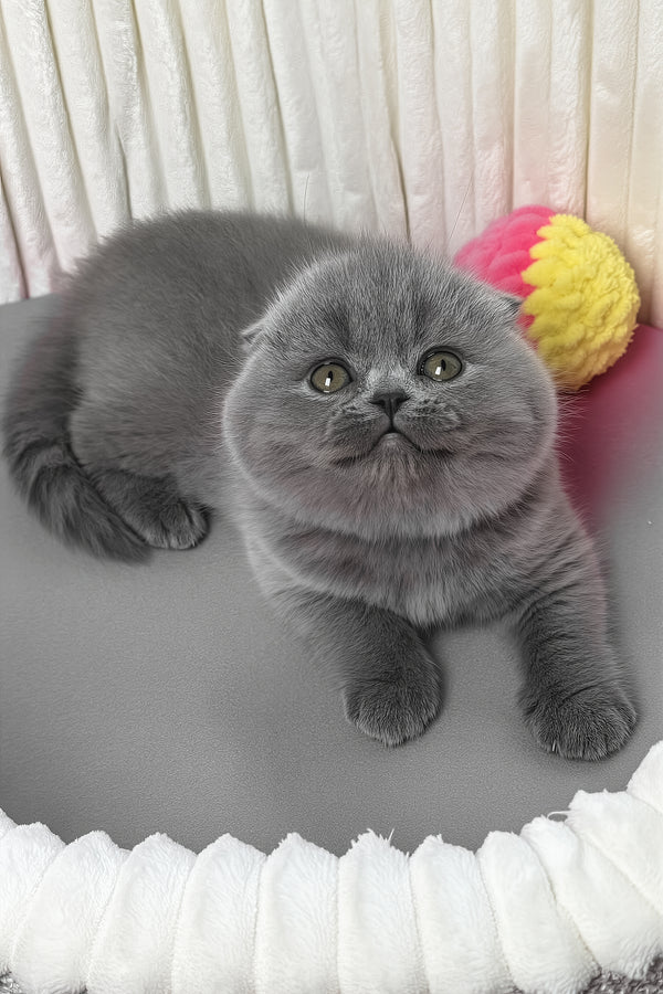 Zabava | Scottish Fold Kitten