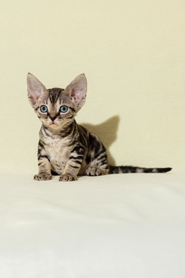 Alicia | Devon Rex Kitten