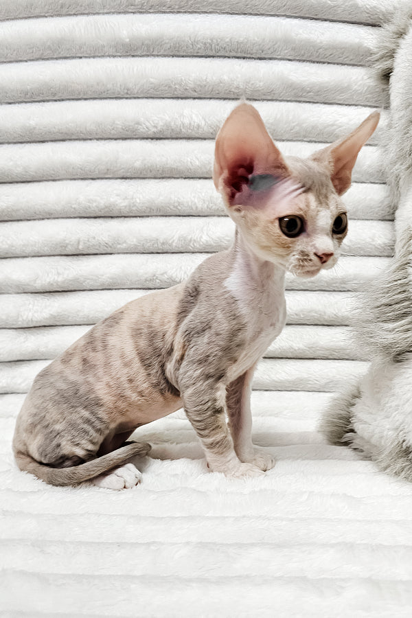 Bagira | Devon Rex Kitten