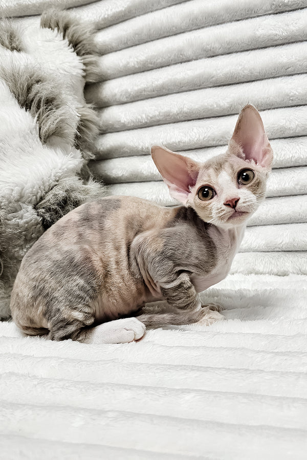 Bagira | Devon Rex Kitten