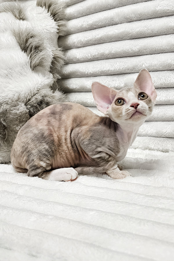 Bagira | Devon Rex Kitten