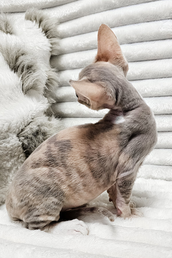 Bagira | Devon Rex Kitten