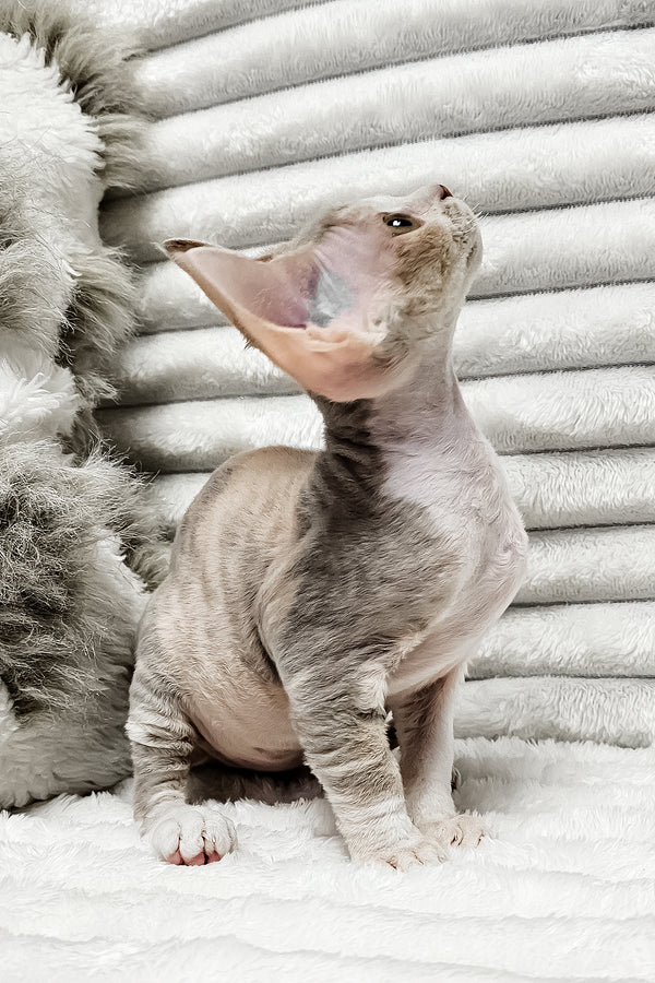 Bagira | Devon Rex Kitten