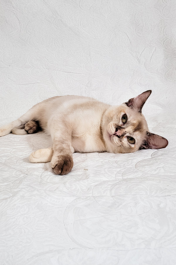 Neisy | Burmese Kitten