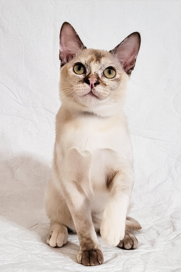 Neisy | Burmese Kitten
