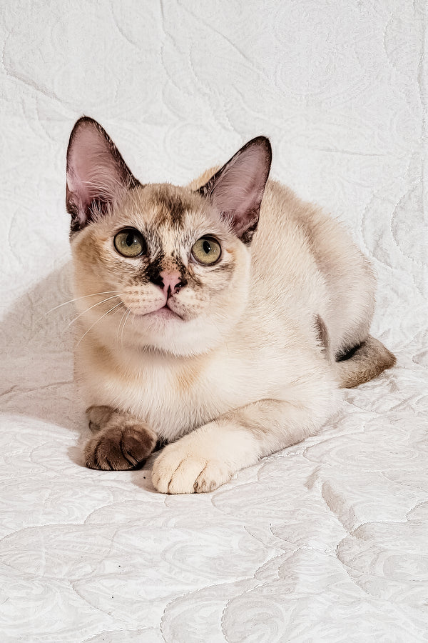 Neisy | Burmese Kitten