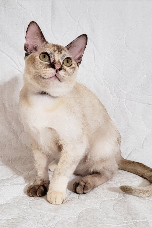 Neisy | Burmese Kitten