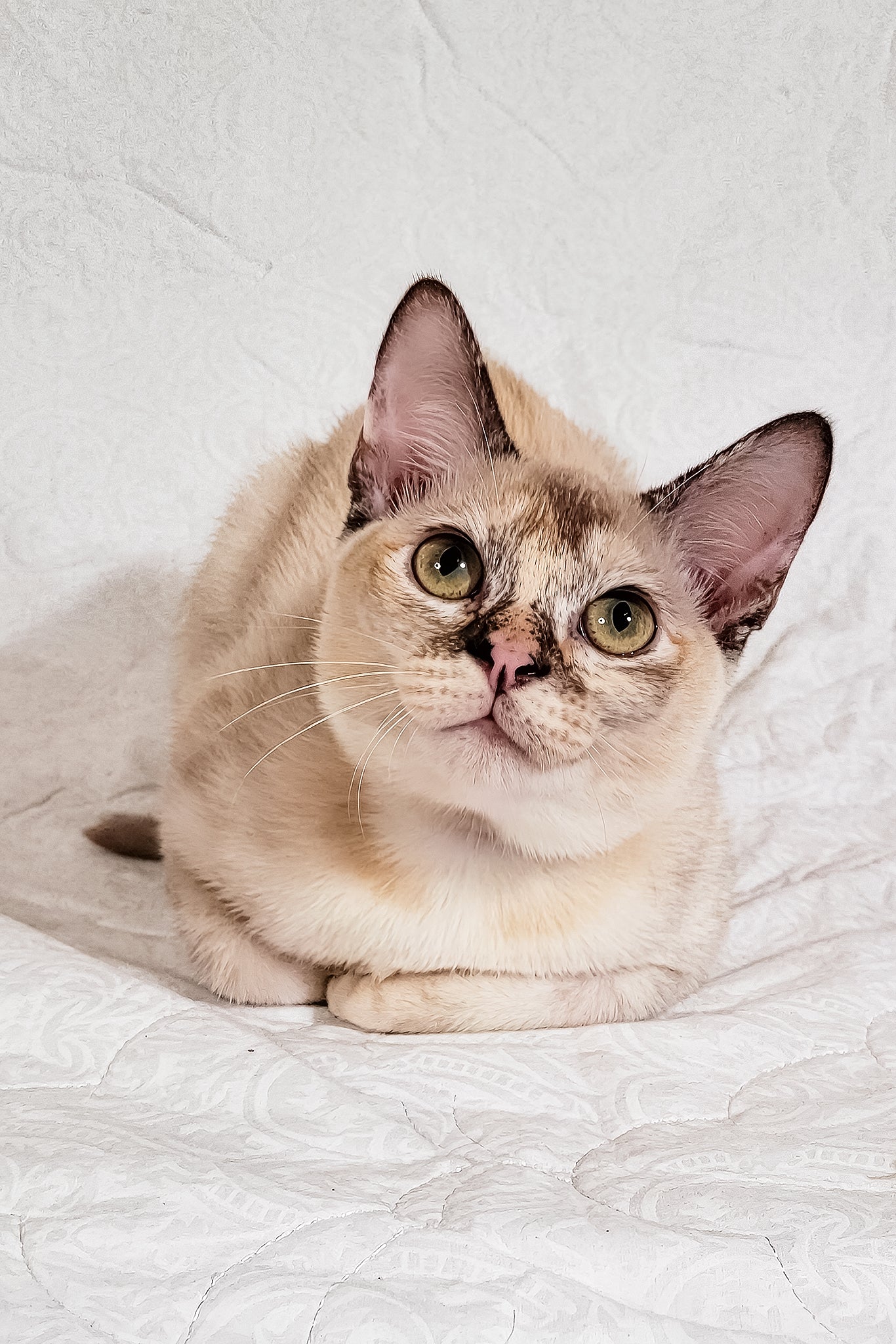 Colour Chocolate Point Burmese Cat Meet Neisy The Charming