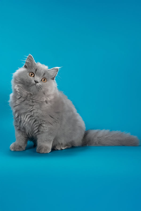 Ellie | British Longhair Kitten
