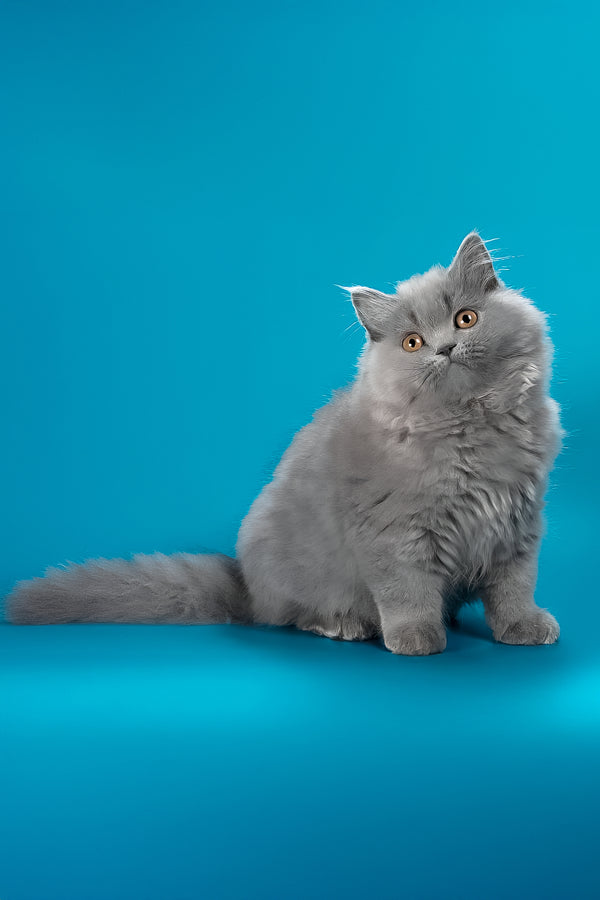 Ellie | British Longhair Kitten