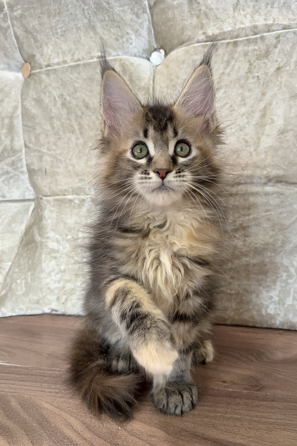 Emilia | Maine Coon Kitten