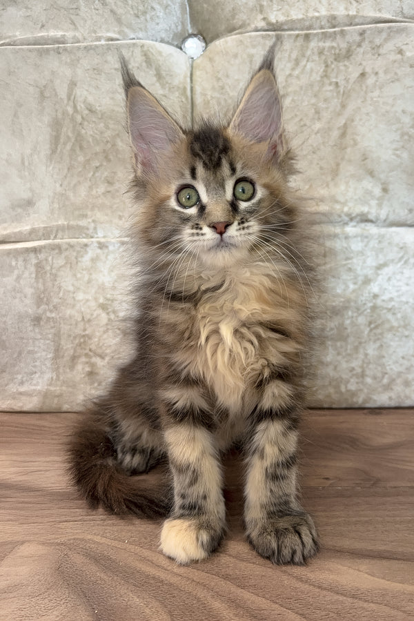 Emilia | Maine Coon Kitten