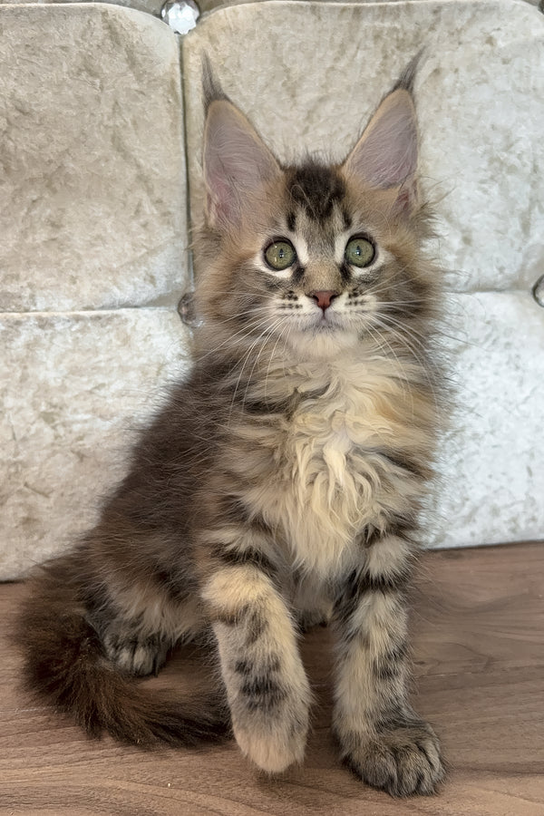 Emilia | Maine Coon Kitten