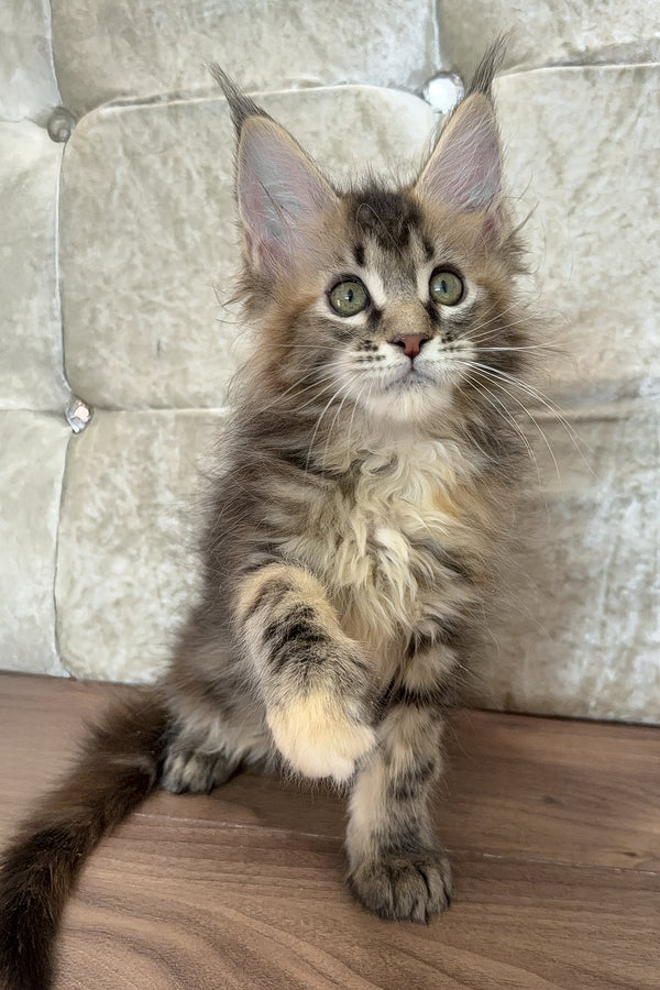 Emilia | Maine Coon Kitten