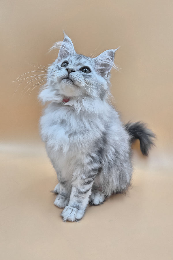 Izi | Maine Coon Kitten