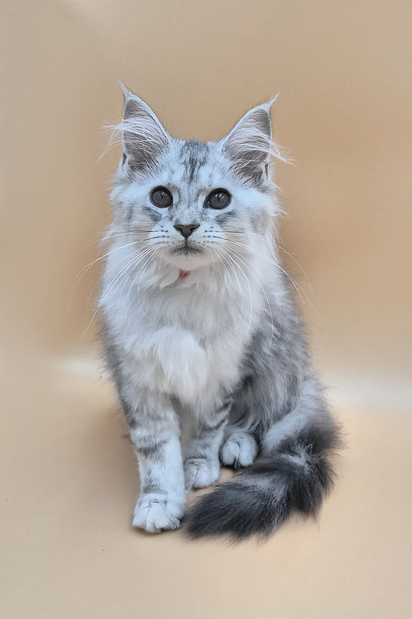 Izi | Maine Coon Kitten