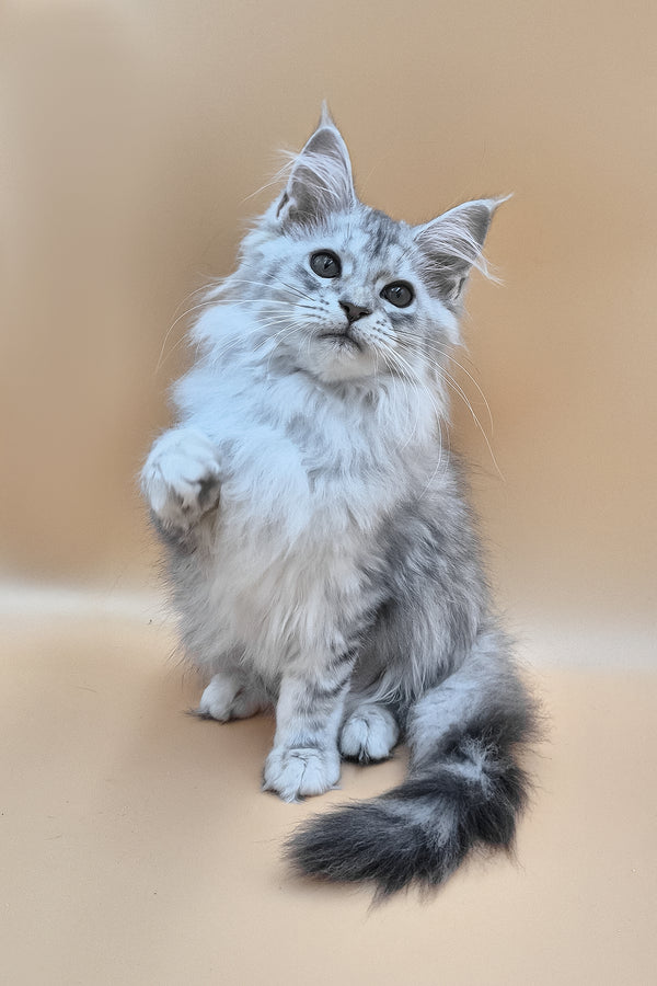 Izi | Maine Coon Kitten