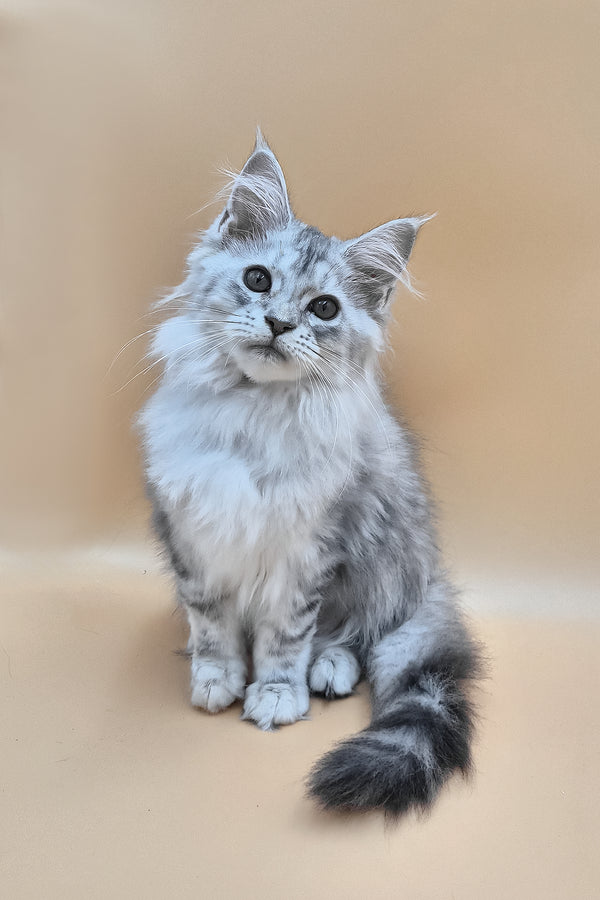 Izi | Maine Coon Kitten